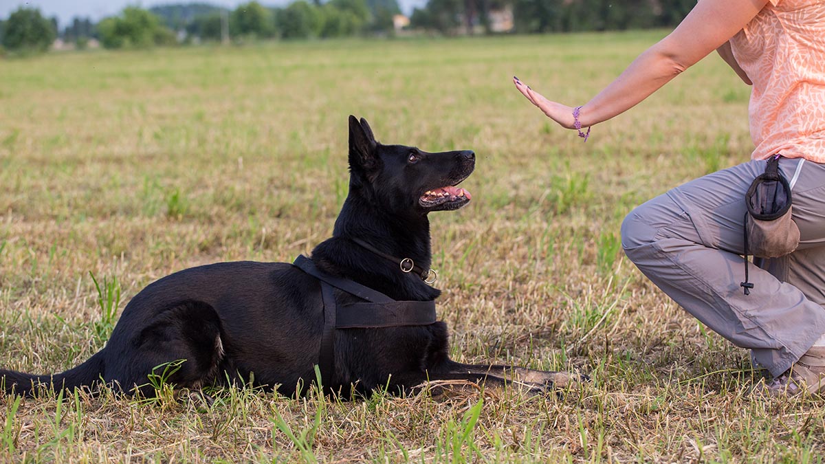 German Shepherd training (Sit command)